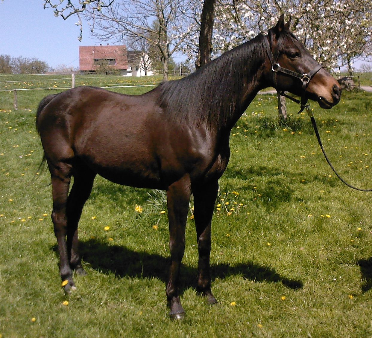 Potzi